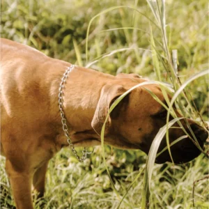 Nickel-plated-Choke-chains-1 Huntlea Nickel Plated Dog Check Chain