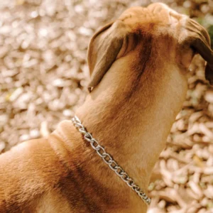 Stainless-steel-Choke-chain-1 Huntlea Stainless Steel Dog Check Chains