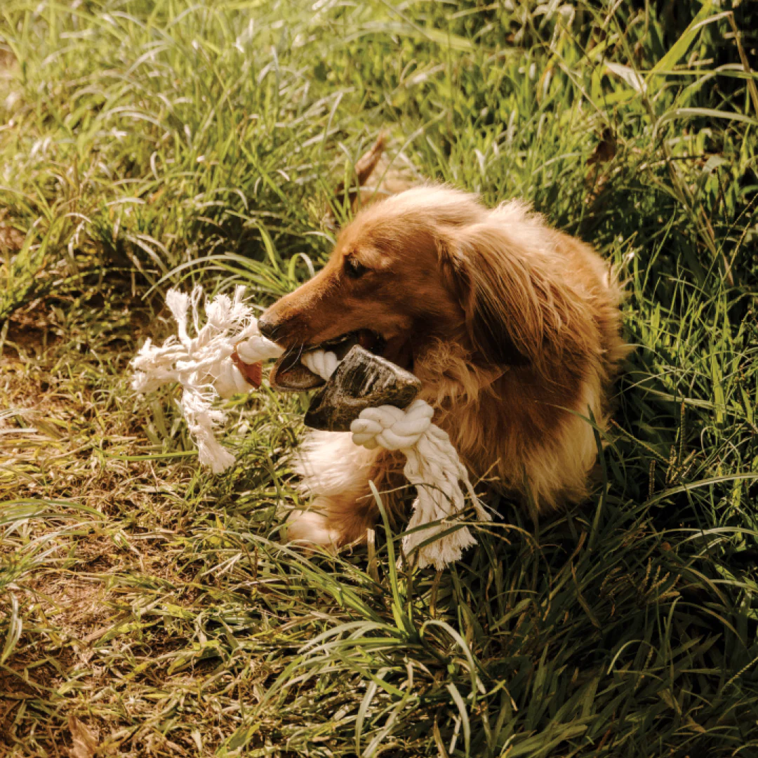 Huntlea Dog Rope Toy 2 Knot with 2 Hoof - Image 2
