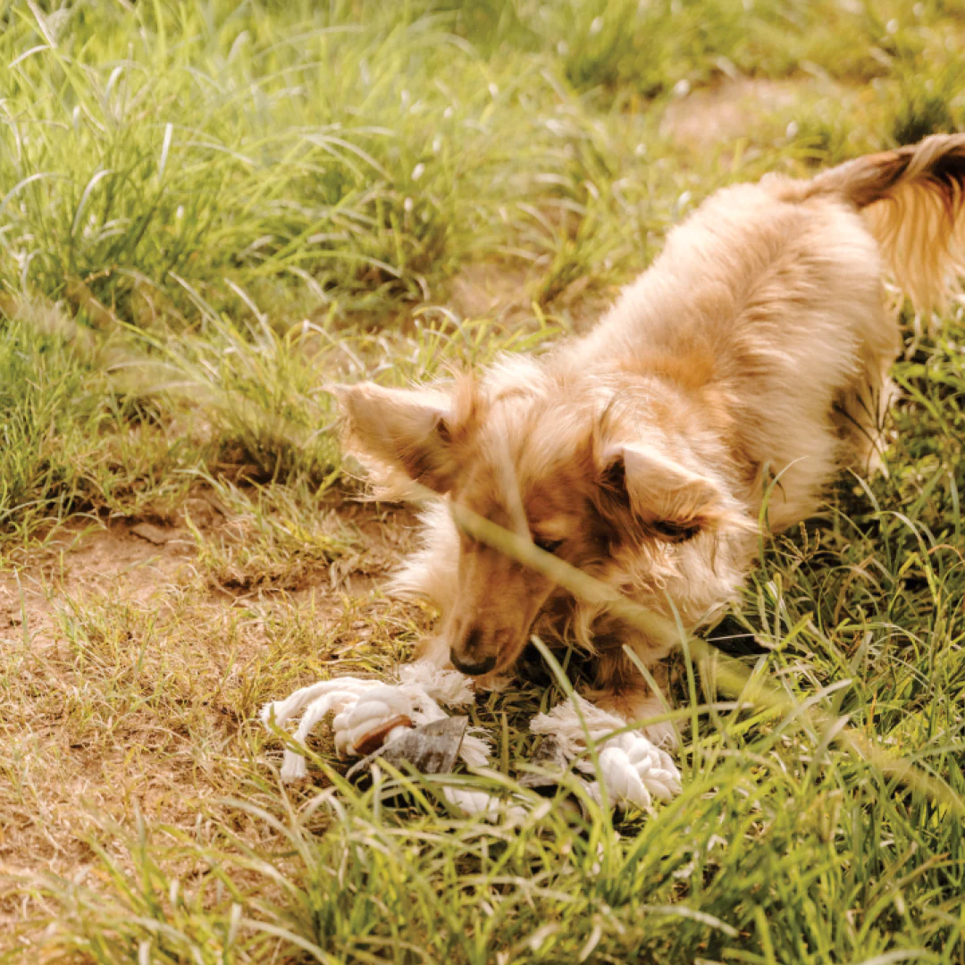 Huntlea Dog Rope Toy 2 Knot with 2 Hoof - Image 4