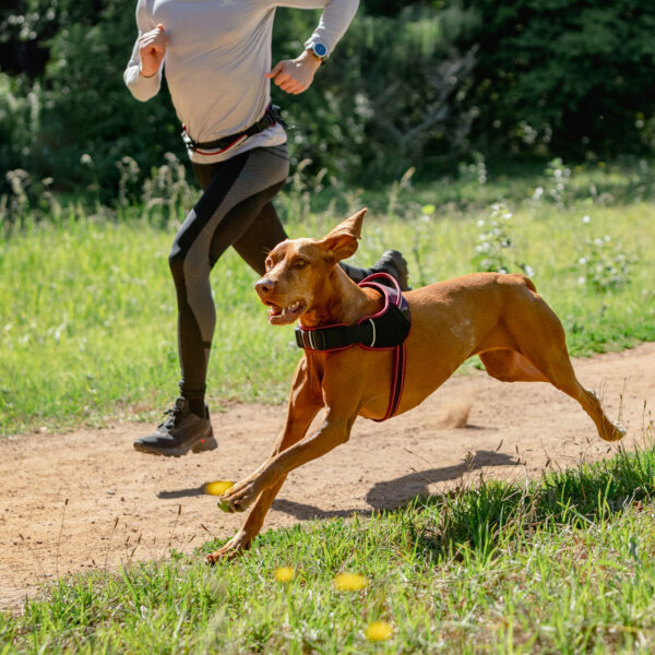 AirTech Sport Harness - Image 31