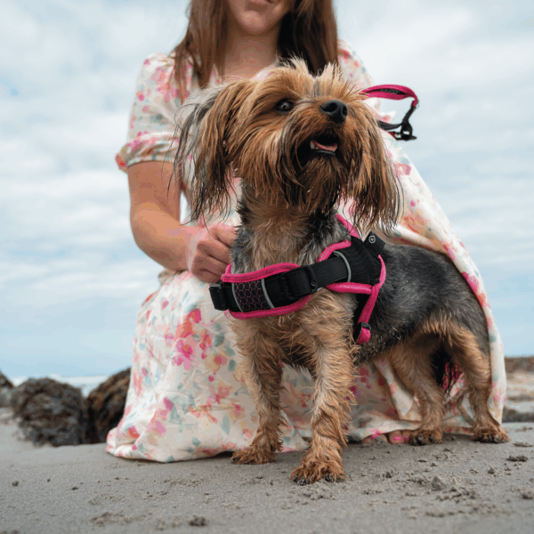 AirTech Sport Harness - Image 4