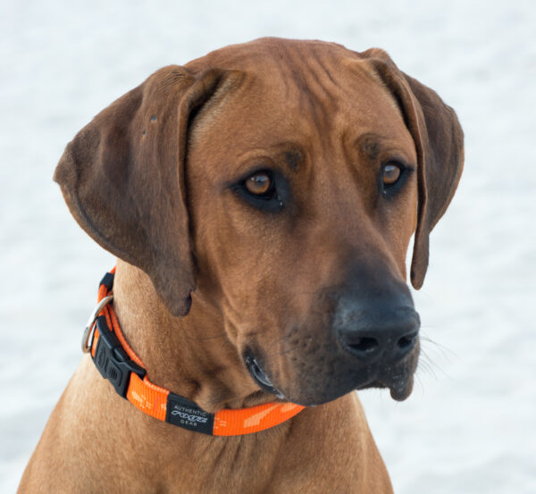 Alpinist Classic Collar - Image 3