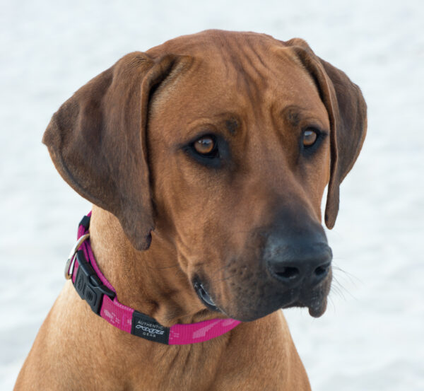 Alpinist Classic Collar - Image 4
