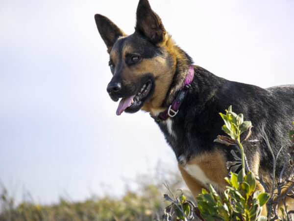Alpinist Classic Collar - Image 5