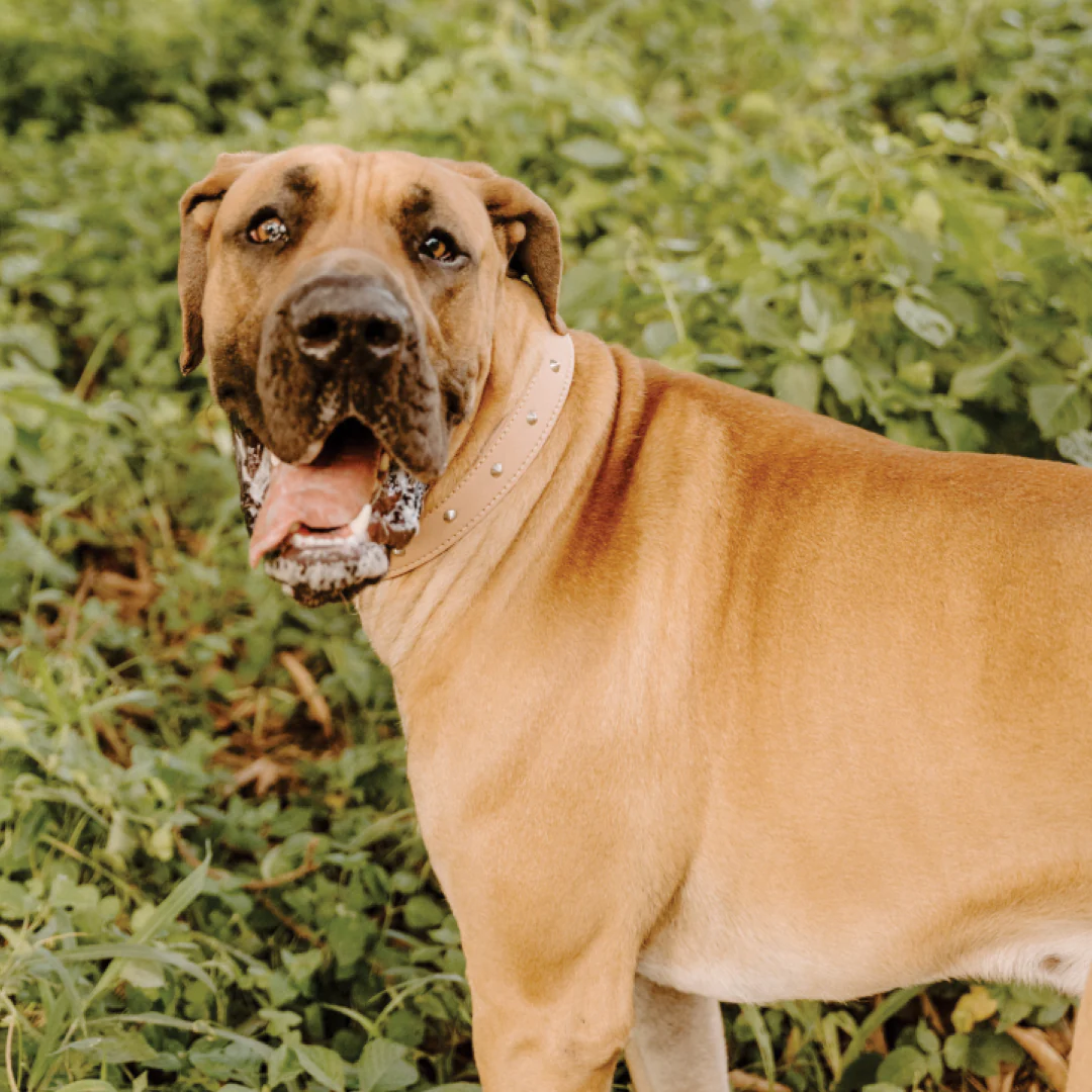 Impala Heavy Studded Dog Leather Collar - Image 2