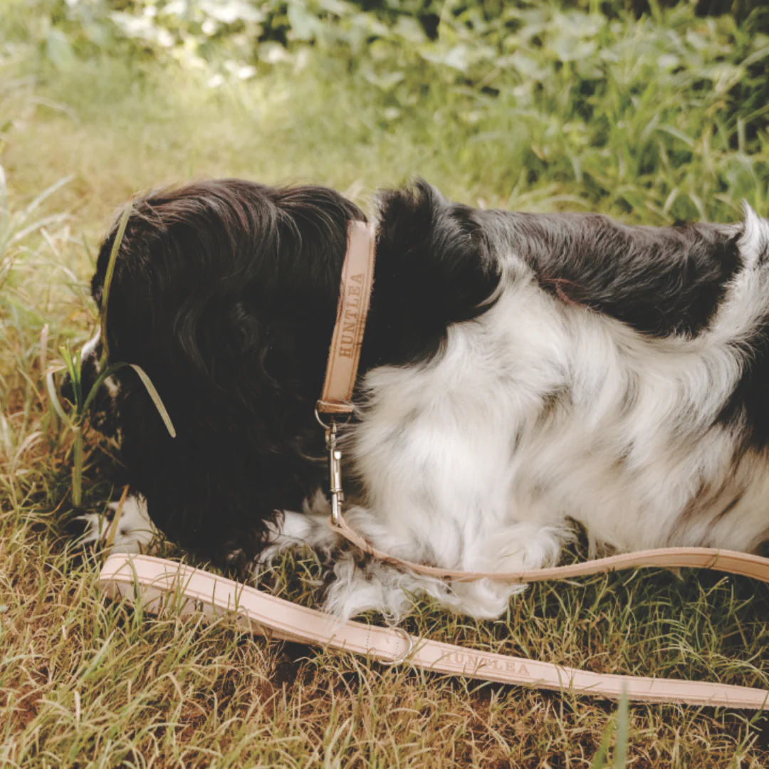Huntlea Impala Leather Dog Lead