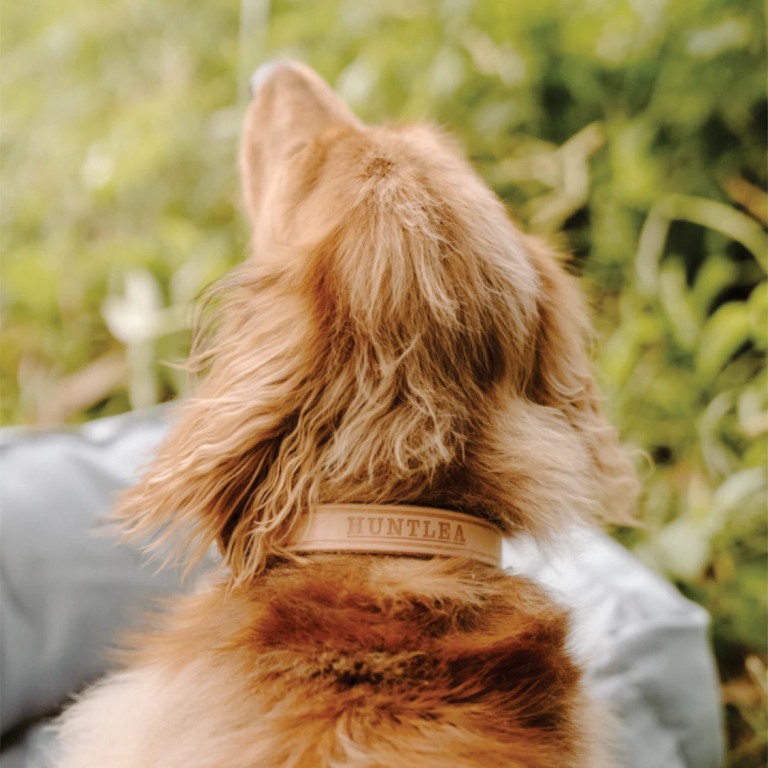 Impala Plain Dog Leather Collar - Image 2