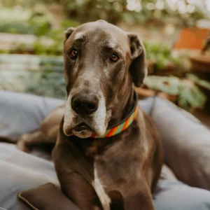 WhatsAppImage2022-09-15at1.36.38PM.jpg Huntlea Beaded Dog Collar Stripe