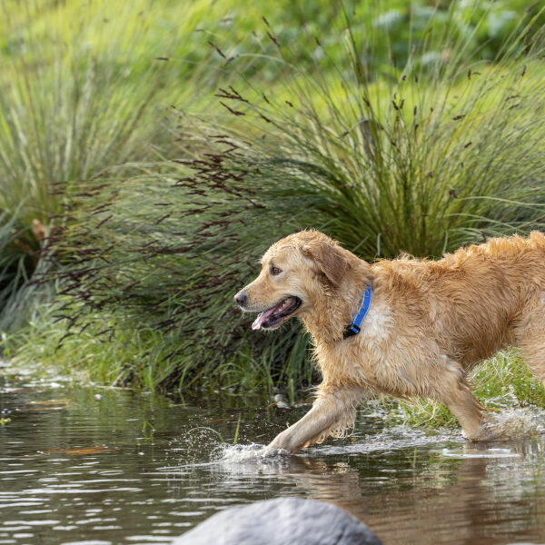 Amphibian Classic Collar - Image 10