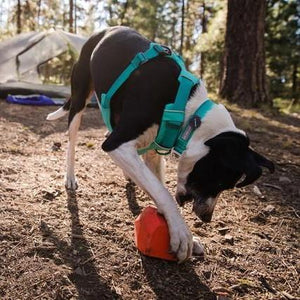 Ruffwear Front Range Collar - Image 9
