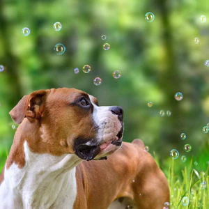 Pet Qwerks Doggy Peanut Butter IncrediBubbles - Image 3